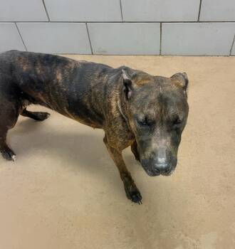 Piper -  Mixed Breed Dog for Adoption in Nashville, Tennessee - Piper | PetCurious