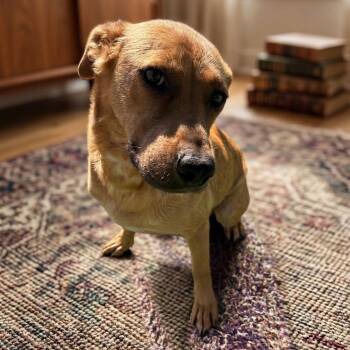 Lucy -  Mountain Cur and Mixed Breed Dog for Adoption in Pittsfield, Illinois - Lucy | PetCurious