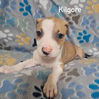 Kilgore -  Terrier and Mixed Breed Dog for Adoption in Buffalo, Minnesota - Kilgore | PetCurious