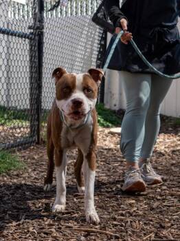 Karate -  Mixed Breed Dog for Adoption in Chamblee, Georgia - Karate | PetCurious