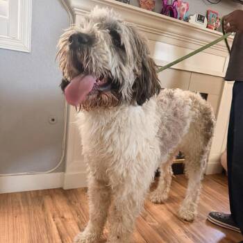 Bluey -  Poodle and Saint Bernard Dog for Adoption in Las Vegas, Nevada - Bluey | PetCurious