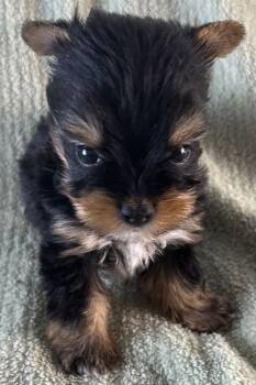 Yorkshire Terrier Dogs Available for Sale in Owasso, Oklahoma - Piper | PetCurious