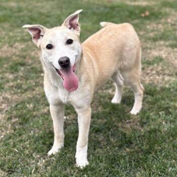 Cattle Dog Dogs Available for Adoption in Lathrop, California - Nilla | PetCurious