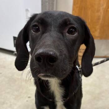 Tanner -  Hound Dog for Adoption in Bronson, Florida - Tanner | PetCurious