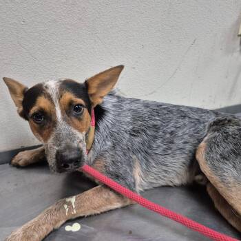 Cargo -  Cattle Dog Dog for Adoption in Yuma, Arizona - Cargo | PetCurious