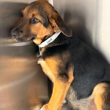 German Shepherd Dog and Black Labrador Retriever Dogs Available for Adoption in Tupelo, Mississippi - Happy | PetCurious