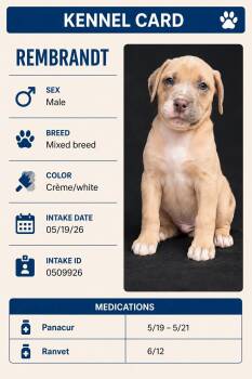 Rembrandt -  Mixed Breed Dog for Adoption in Ashland, Kentucky - Rembrandt | PetCurious