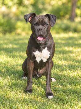 Titan -  Boxer Dog for Adoption in Salamanca, New York - Titan | PetCurious