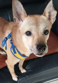Jindo and Chihuahua Dogs Available for Adoption - HALO | PetCurious