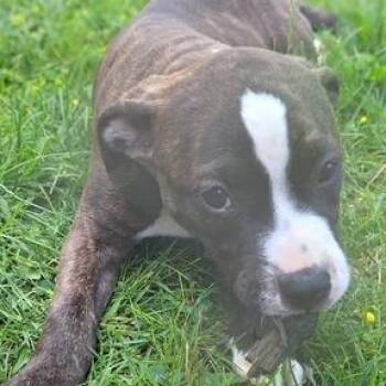 Burgess -  Pit Bull Terrier Dog for Adoption in Dayton, Ohio - Burgess | PetCurious