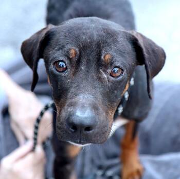 Eclair (AO37330) -  Terrier Dog for Adoption in Kansas City, Kansas - Eclair (AO37330) | PetCurious