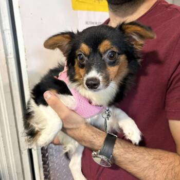 Chihuahua Dogs Available for Adoption in Tampa, Florida - Pearl | PetCurious