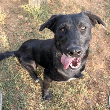 Malikai -  Black Labrador Retriever and German Shepherd Dog Dog for Adoption in Melbourne, Arkansas - Malikai | PetCurious