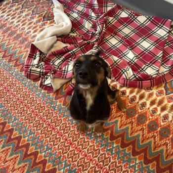 Twitches 8090 -  Mixed Breed Dog for Adoption in Loxahatchee Groves, Florida - Twitches 8090 | PetCurious