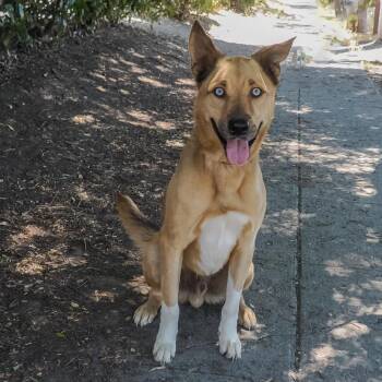 SCOOBY-DOO -  Shepherd and Mixed Breed Dog for Adoption in Richmond, California - SCOOBY-DOO | PetCurious