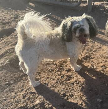 Luca -  Shih Tzu Dog for Adoption in Deming, New Mexico - Luca | PetCurious