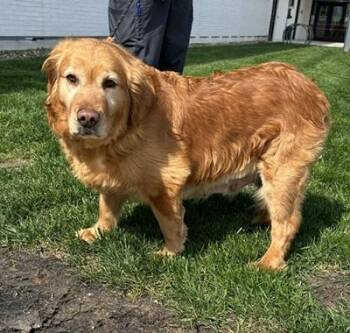 Ada -  Golden Retriever Dog for Adoption in Cleveland, Ohio - Ada | PetCurious