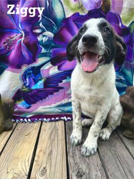 Rescue Anatolian Shepherd and Great Pyrenees Dogs for Adoption in Spring, Texas - Ziggy | PetCurious