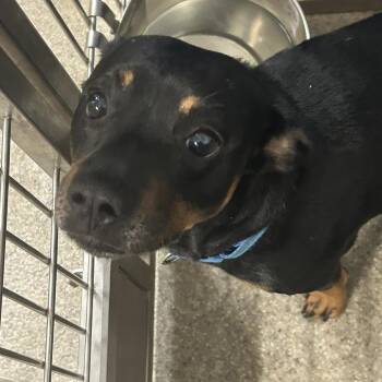 Starsky -  Mixed Breed Dog for Adoption in Blue Ridge, Georgia - Starsky | PetCurious