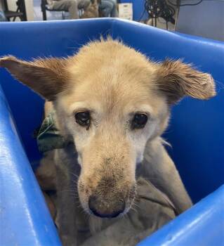 Mixed Breed Dogs Available for Adoption in Dallas, Texas - STROMY | PetCurious
