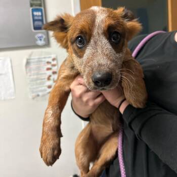 Pumpkin Spice -  Mixed Breed Dog for Adoption in Charleston, West Virginia - Pumpkin Spice | PetCurious