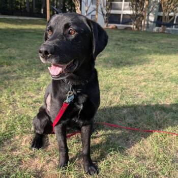 Labrador Retriever Dogs Available for Adoption in Wake Forest, North Carolina - Braun | PetCurious