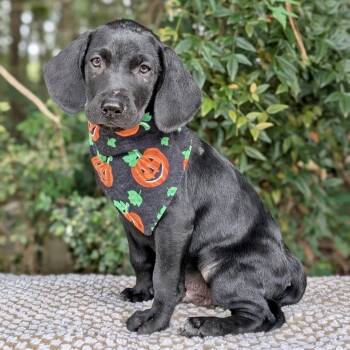 Gourdy 09-2424 -  Black Labrador Retriever and Hound Dog for Adoption in Tyrone, Georgia - Gourdy 09-2424 | PetCurious