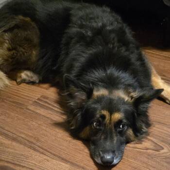 Shepherd Dogs Available for Adoption - Eve | PetCurious