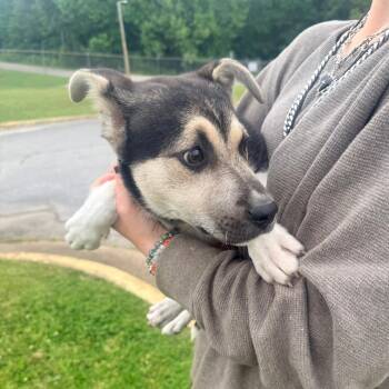 Mixed Breed Dogs Available for Adoption in Corinth, Mississippi - Lady | PetCurious