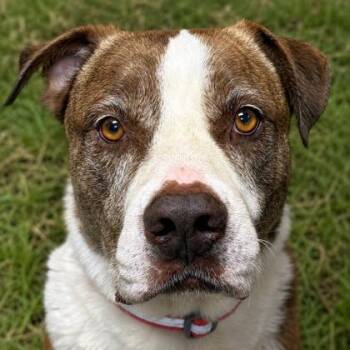 Brody -  Pit Bull Terrier Dog for Adoption in Jefferson, Wisconsin - Brody | PetCurious