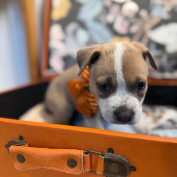 Pit Bull Terrier and Labrador Retriever Dogs Available for Adoption - Trickee Lee Perla | PetCurious