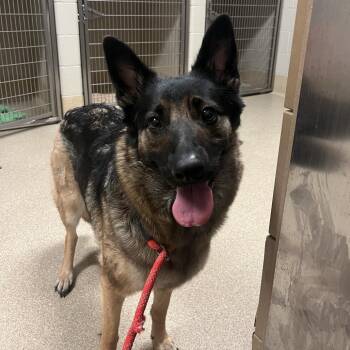 Shepherd Dogs Available for Adoption in Bristol, Indiana - Mitsuko | PetCurious