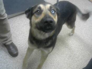 Rescue German Shepherd Dog and Mixed Breed Dogs for Adoption in Albuquerque, New Mexico - SARAH | PetCurious