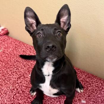 Pit Bull Terrier Dogs Available for Adoption in Durango, Colorado - McTavish | PetCurious