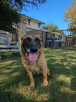 BOBA -  Belgian Shepherd Malinois Dog for Adoption in Riverside, California - BOBA | PetCurious