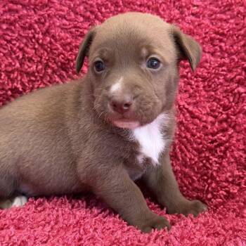 Rescue Spaniel and Terrier Dogs for Adoption in San Diego, California - Taffy Pup - Red Hot | PetCurious