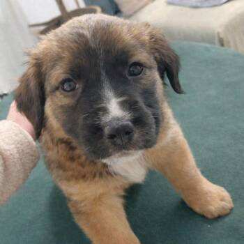 Mixed Breed Dogs Available for Adoption - Cancer | PetCurious