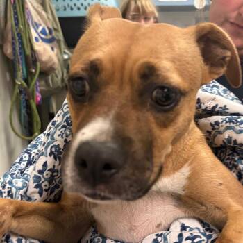Hotshot -  Mixed Breed Dog for Adoption in Charleston, West Virginia - Hotshot | PetCurious