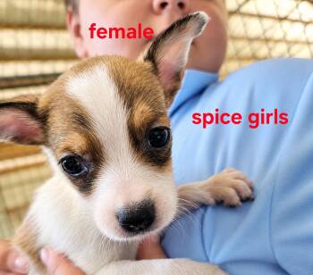 Spice girls -  Mixed Breed Dog for Adoption in Panama City, Florida - Spice Girls | PetCurious