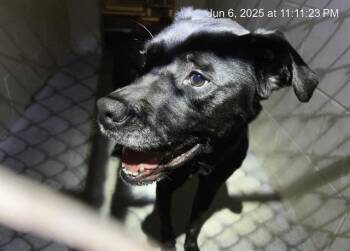 Rescue Catahoula Leopard Dog Dogs for Adoption in Ocala, Florida - PANTHER BUCKWHEAT | PetCurious