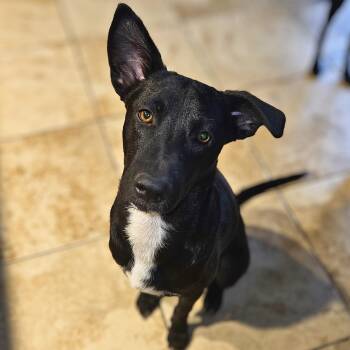 Labrador Retriever Dogs Available for Adoption - Bubbles | PetCurious