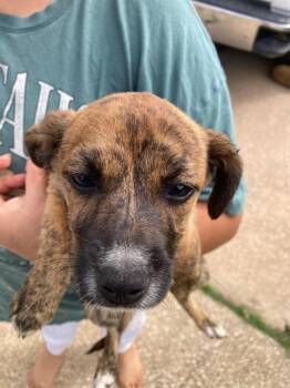 Mixed Breed Dogs Available for Adoption in Dallas, Texas - AVA | PetCurious