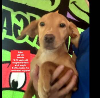 Dijon -  Labrador Retriever Dog for Adoption in Oviedo, Florida - Dijon | PetCurious