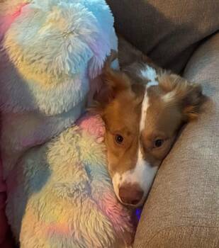 Murphy -  Corgi and Australian Shepherd Dog for Adoption in Denver, Colorado - Murphy | PetCurious