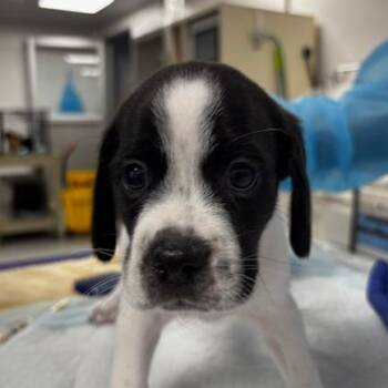 Teddy -  Mixed Breed Dog for Adoption in Westhampton, New York - Teddy | PetCurious