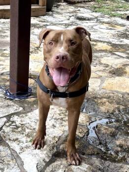 Gumbo -  Mixed Breed and Pit Bull Terrier Dog for Adoption in Austin, Texas - Gumbo | PetCurious