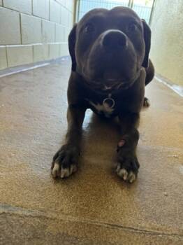 Rescue Mixed Breed Dogs for Adoption in Sanford, Florida - Pickles | PetCurious