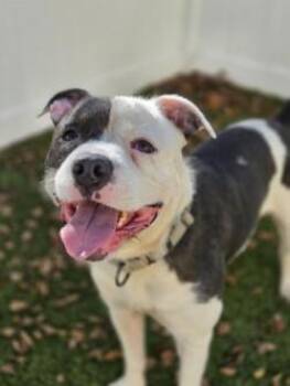 Pickles -  Mixed Breed Dog for Adoption in Savannah, Georgia - Pickles | PetCurious