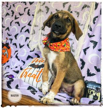 Buster -  Shepherd and Black Mouth Cur Dog for Adoption in Sebring, Florida - Buster | PetCurious