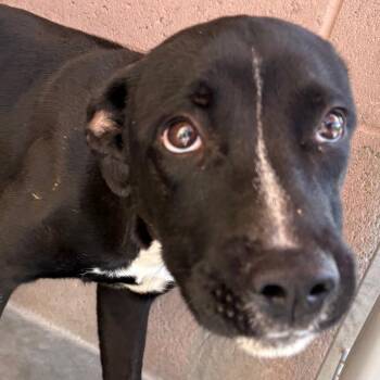 Butter -  Labrador Retriever and Mixed Breed Dog for Adoption in Yuma, Arizona - Butter | PetCurious